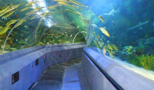 посещение на аквариум тюркуазу истанбул